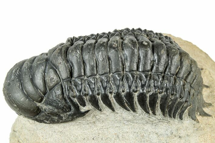 Detailed Crotalocephalina Trilobite - Atchana, Morocco #311687